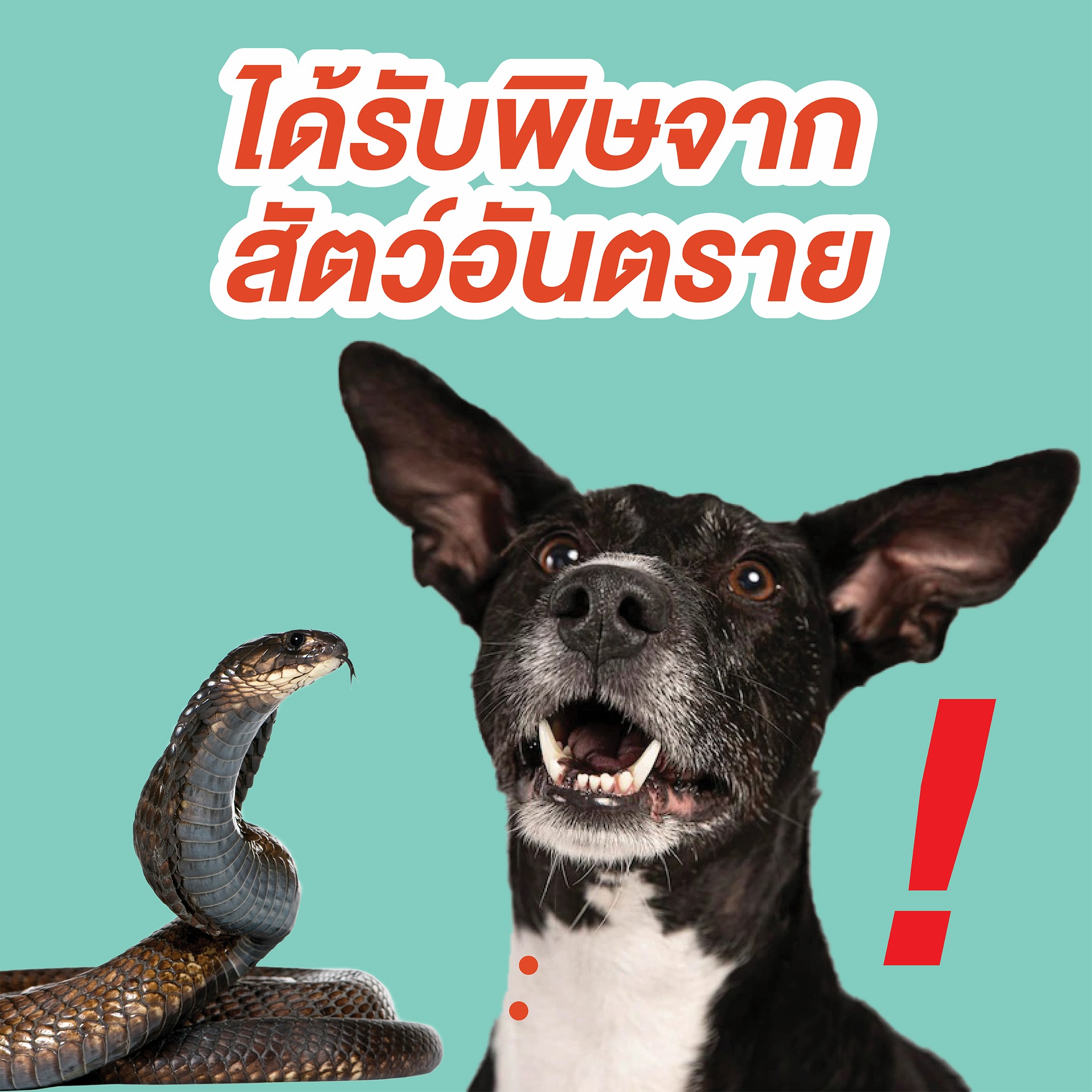 การดูแลขนและผิวหนังของแมวให้สุขภาพดี