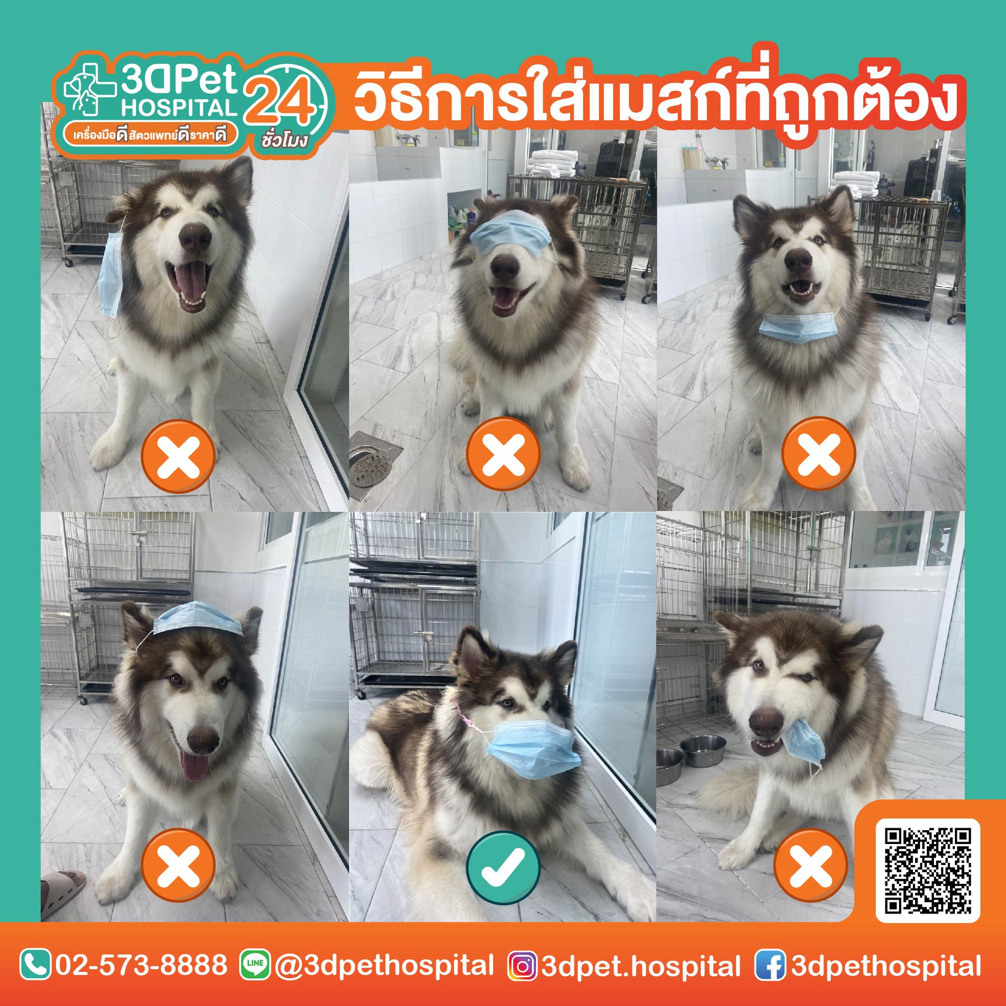 อาหารที่สุนัขห้ามกินเด็ดขาด